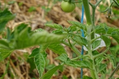 Au 18 mai, on compte seulement 11 tomates formées...